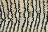 Polished Mammoth Molar Slice - South Carolina #316537-1